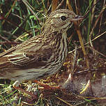 Pipit farlouse