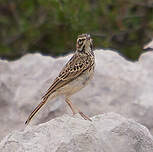 Pipit rousseline