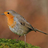 Rougegorge Familier Erithacus Rubecula