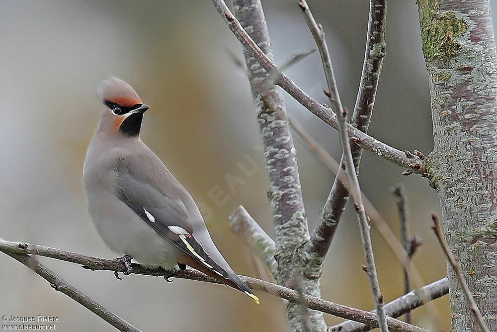 Bohemian Waxwing female adult post breeding, identification