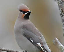 Bohemian Waxwing