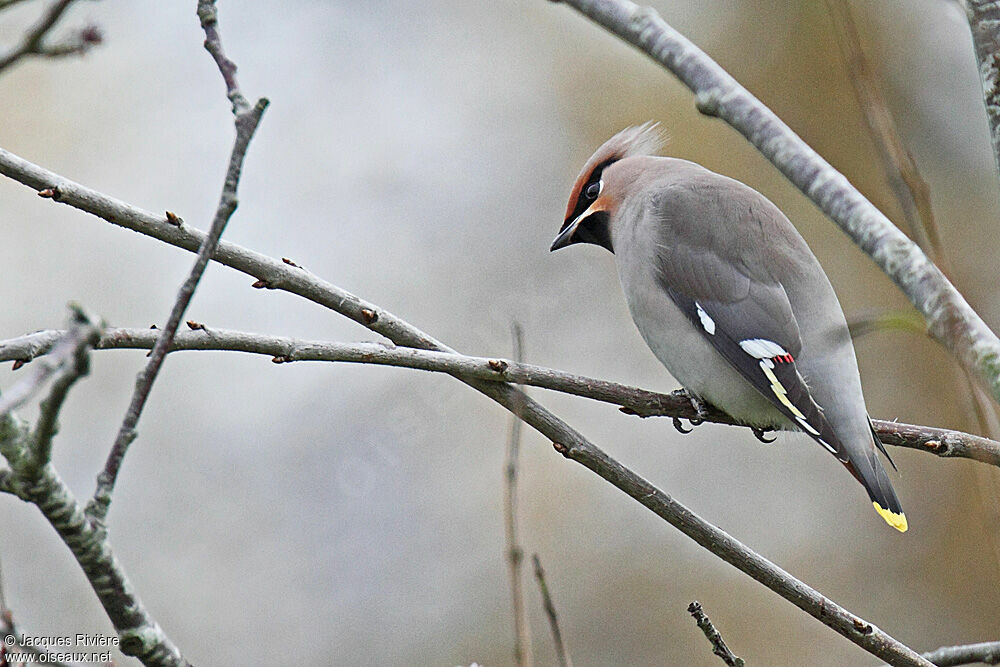 Bohemian Waxwing female adult post breeding