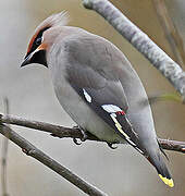 Bohemian Waxwing