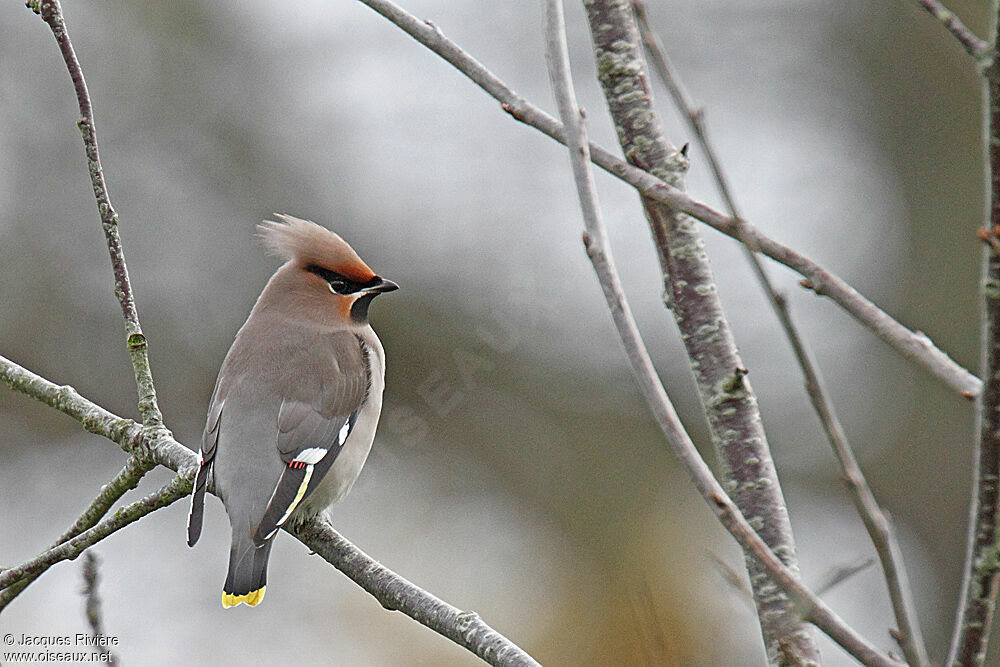 Bohemian Waxwing female adult post breeding