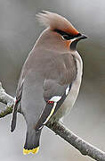 Bohemian Waxwing