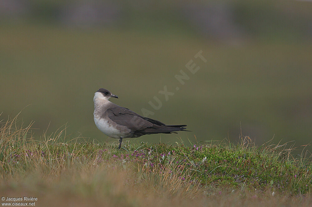 Parasitic Jaegeradult breeding, Reproduction-nesting