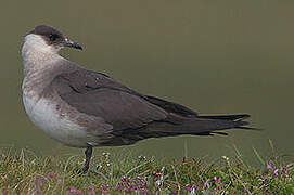 Parasitic Jaeger