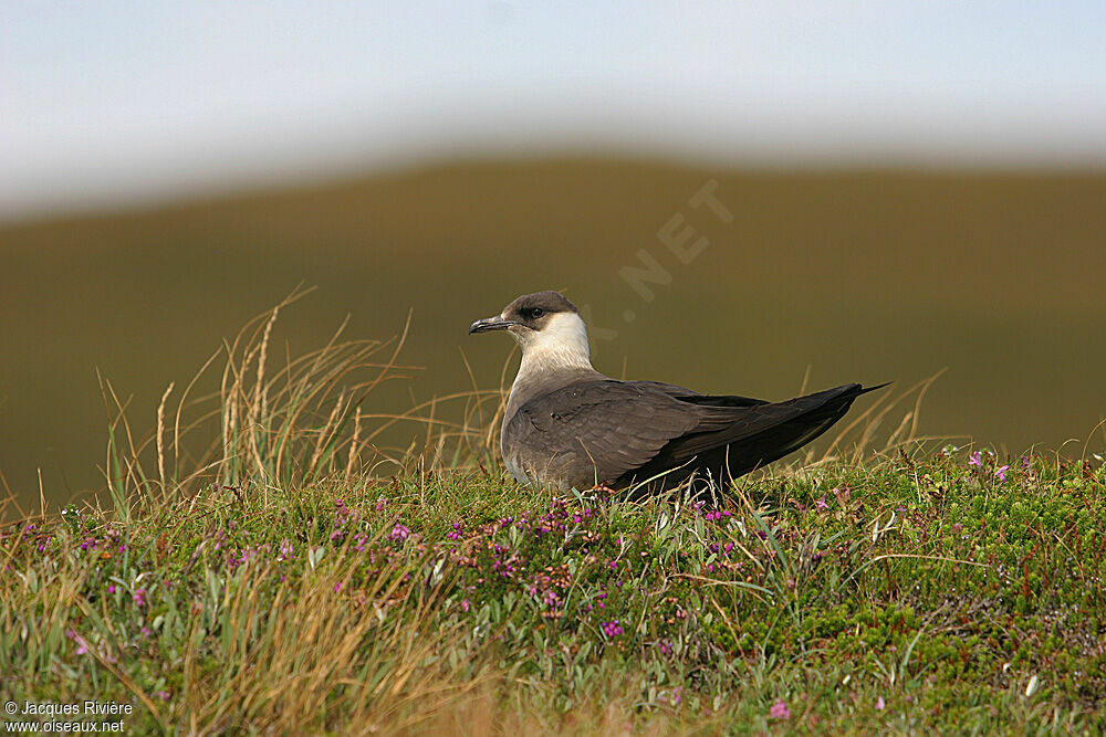 Parasitic Jaegeradult breeding, Reproduction-nesting