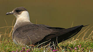 Parasitic Jaeger