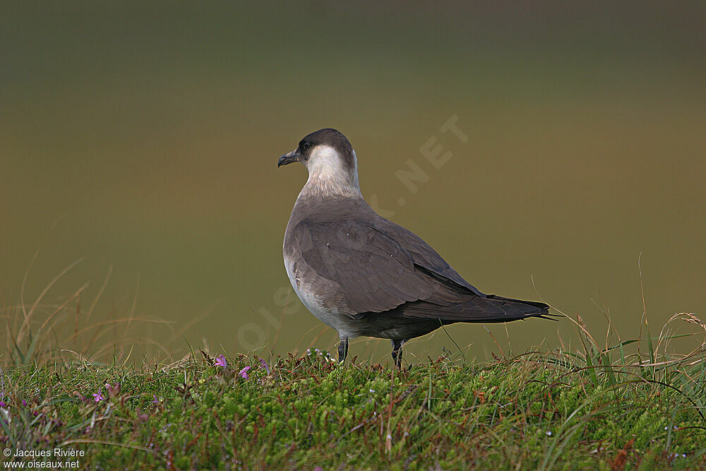 Parasitic Jaegeradult breeding, Reproduction-nesting