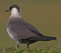 Parasitic Jaeger