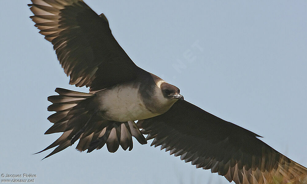 Parasitic Jaegeradult breeding, Flight