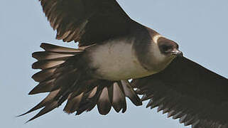 Parasitic Jaeger