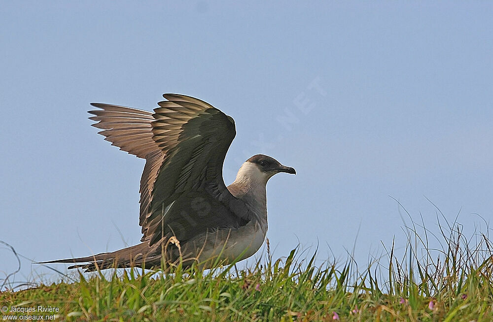 Parasitic Jaegeradult breeding, Behaviour