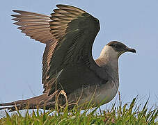 Parasitic Jaeger