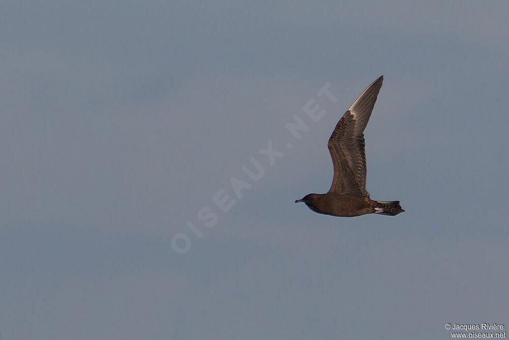 Parasitic Jaegerimmature, Flight