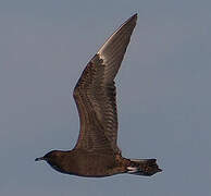 Parasitic Jaeger