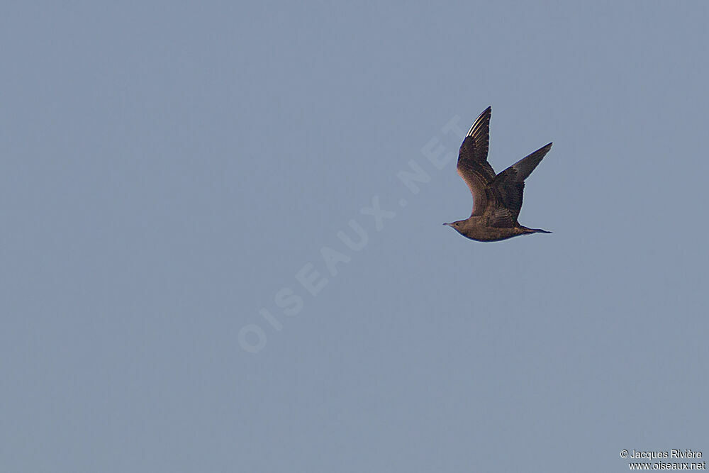 Parasitic Jaegerimmature, Flight