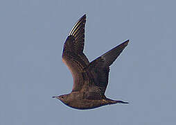 Parasitic Jaeger