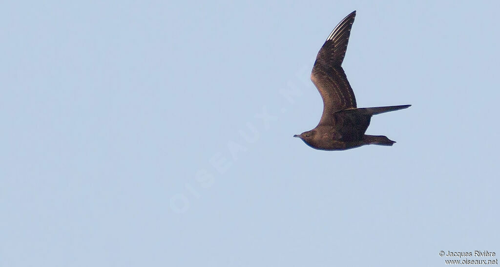 Parasitic Jaegerimmature, Flight