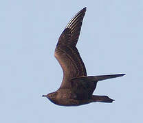 Parasitic Jaeger