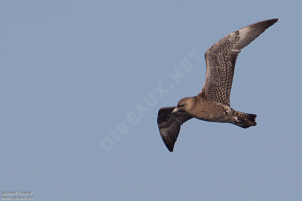 Pomarine JaegerFirst year, pigmentation, Flight