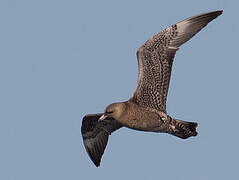 Pomarine Jaeger