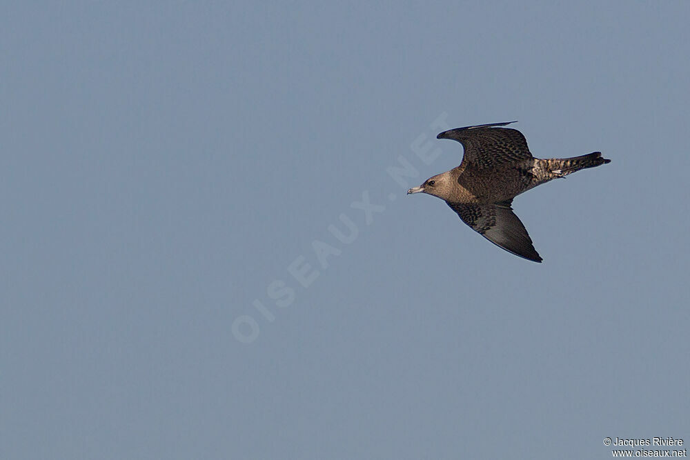 Pomarine Jaegerimmature, Flight