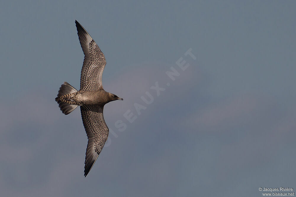 Pomarine Jaegerimmature, Flight