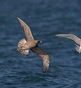 Pomarine Jaeger