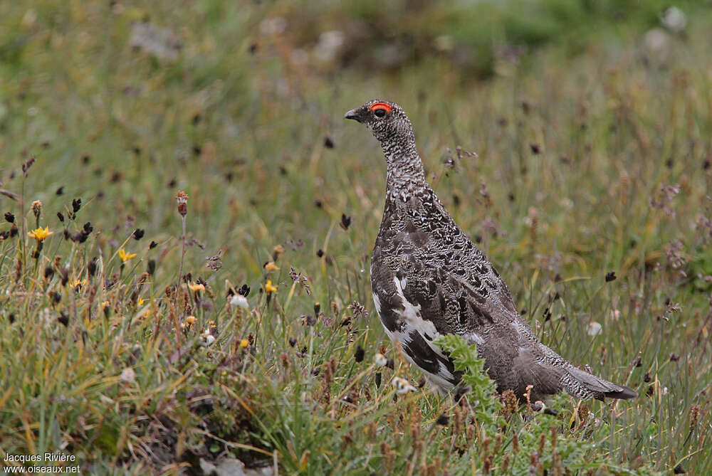 Rock Ptarmigan male adult breeding, identification