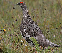 Rock Ptarmigan