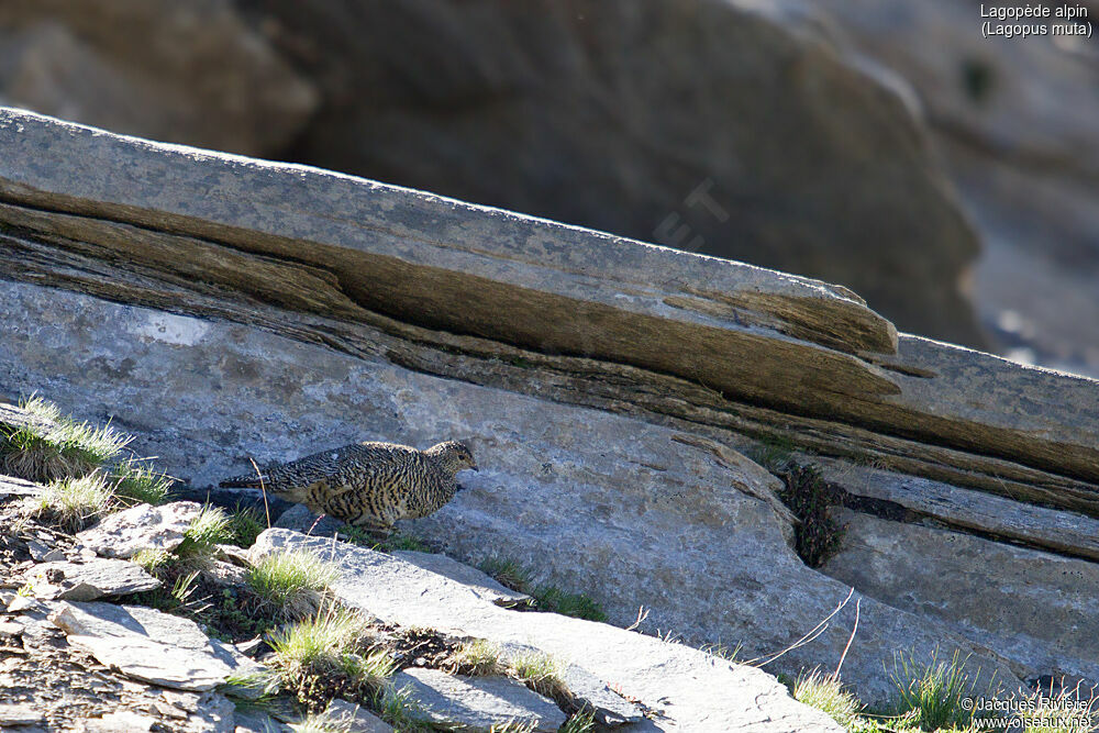 Rock Ptarmigan female adult breeding, identification, walking