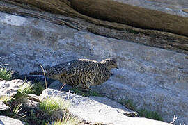 Rock Ptarmigan