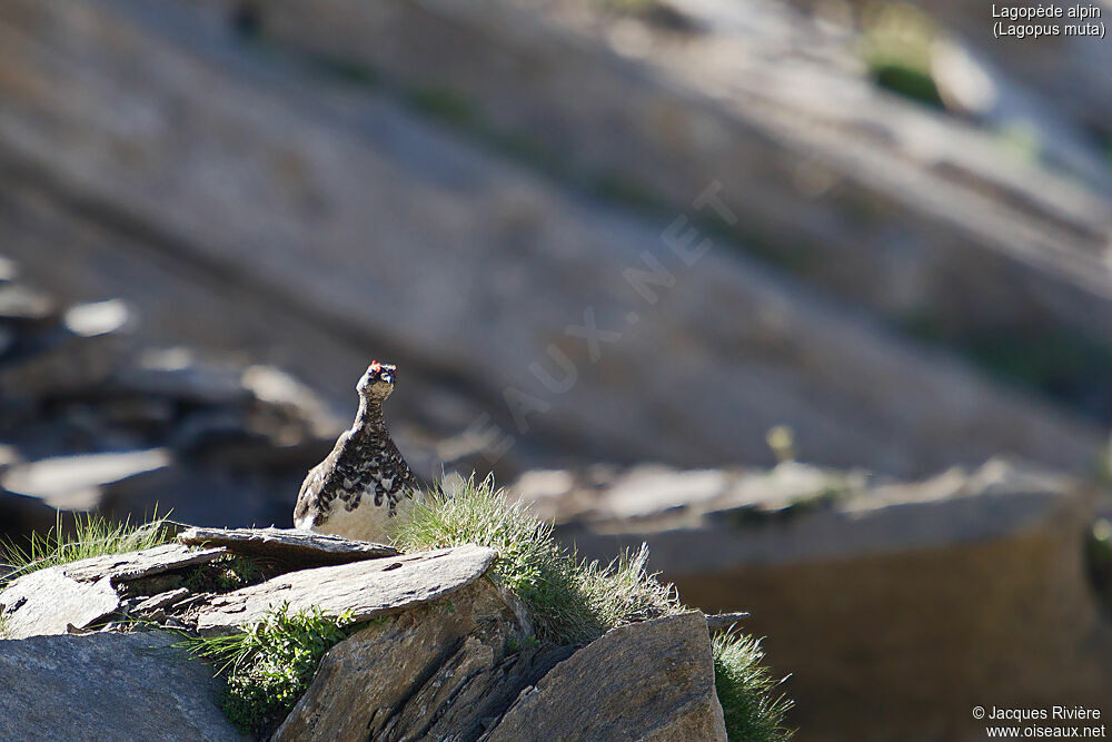 Rock Ptarmigan male adult breeding, identification