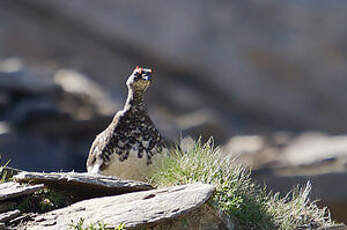 Lagopède alpin