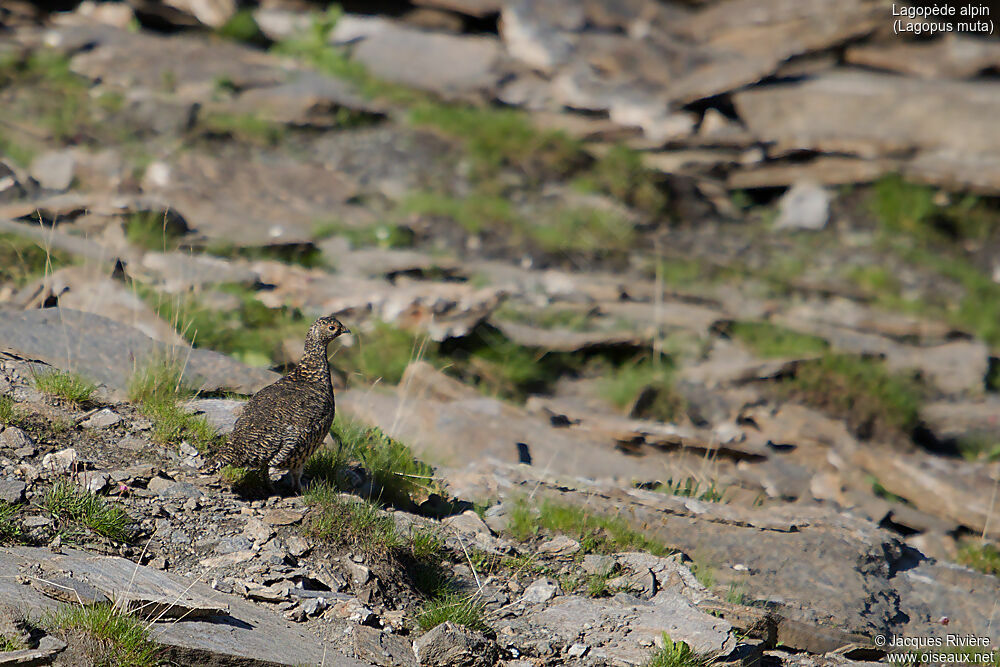 Lagopède alpin femelle adulte nuptial, identification, marche