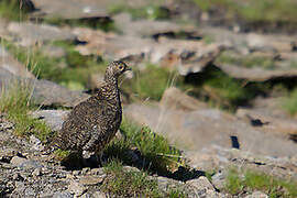 Rock Ptarmigan