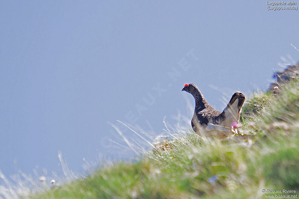 Lagopède alpin mâle adulte nuptial, identification