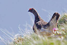 Rock Ptarmigan