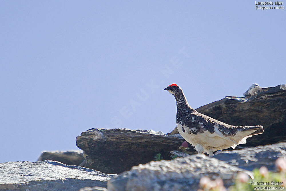 Lagopède alpin mâle adulte, identification