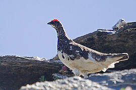 Rock Ptarmigan