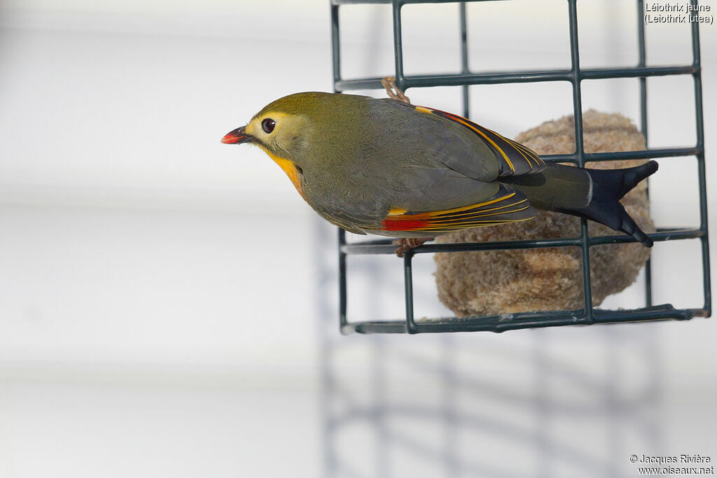 Red-billed Leiothrixadult, identification, eats