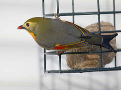 Red-billed Leiothrix