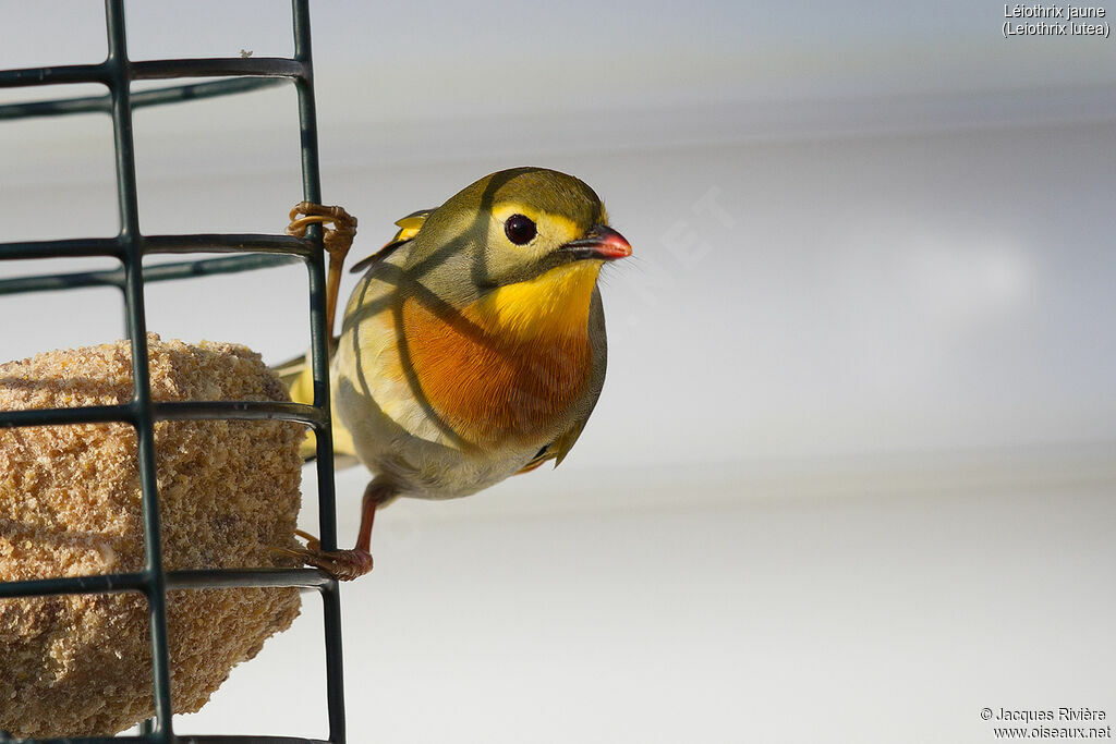 Red-billed Leiothrixadult, identification, eats