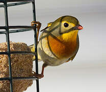 Red-billed Leiothrix