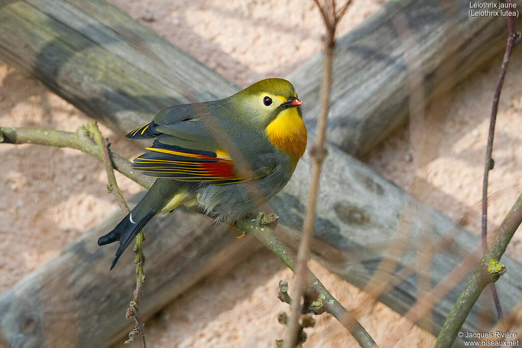 Red-billed Leiothrixadult breeding, identification