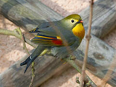 Red-billed Leiothrix