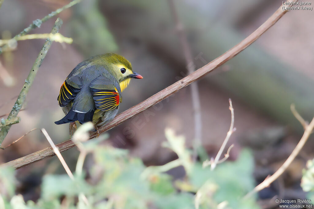 Red-billed Leiothrixadult breeding, identification