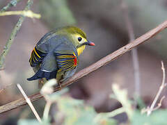 Red-billed Leiothrix